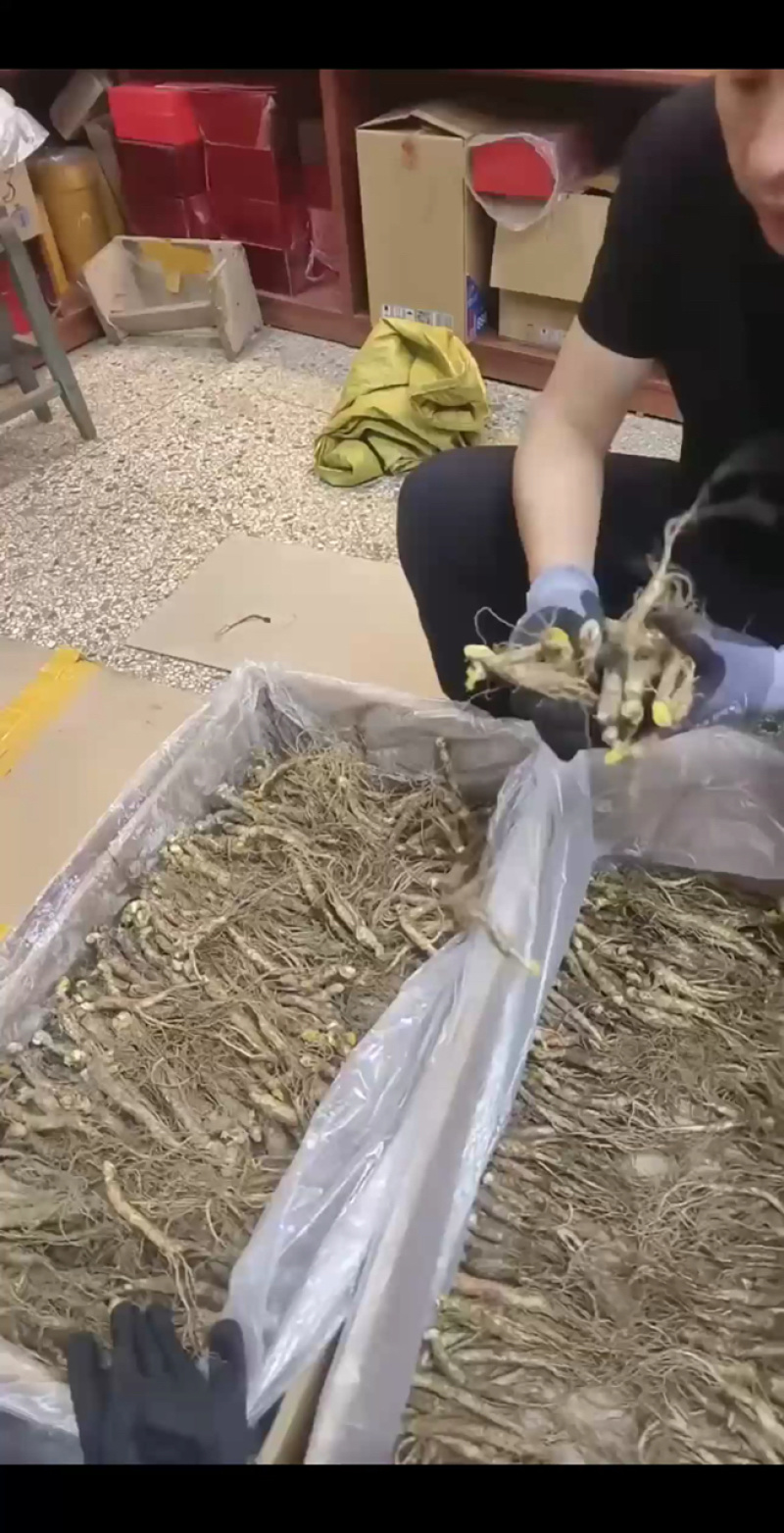 鲜人参东北长白山新鲜人参批发
