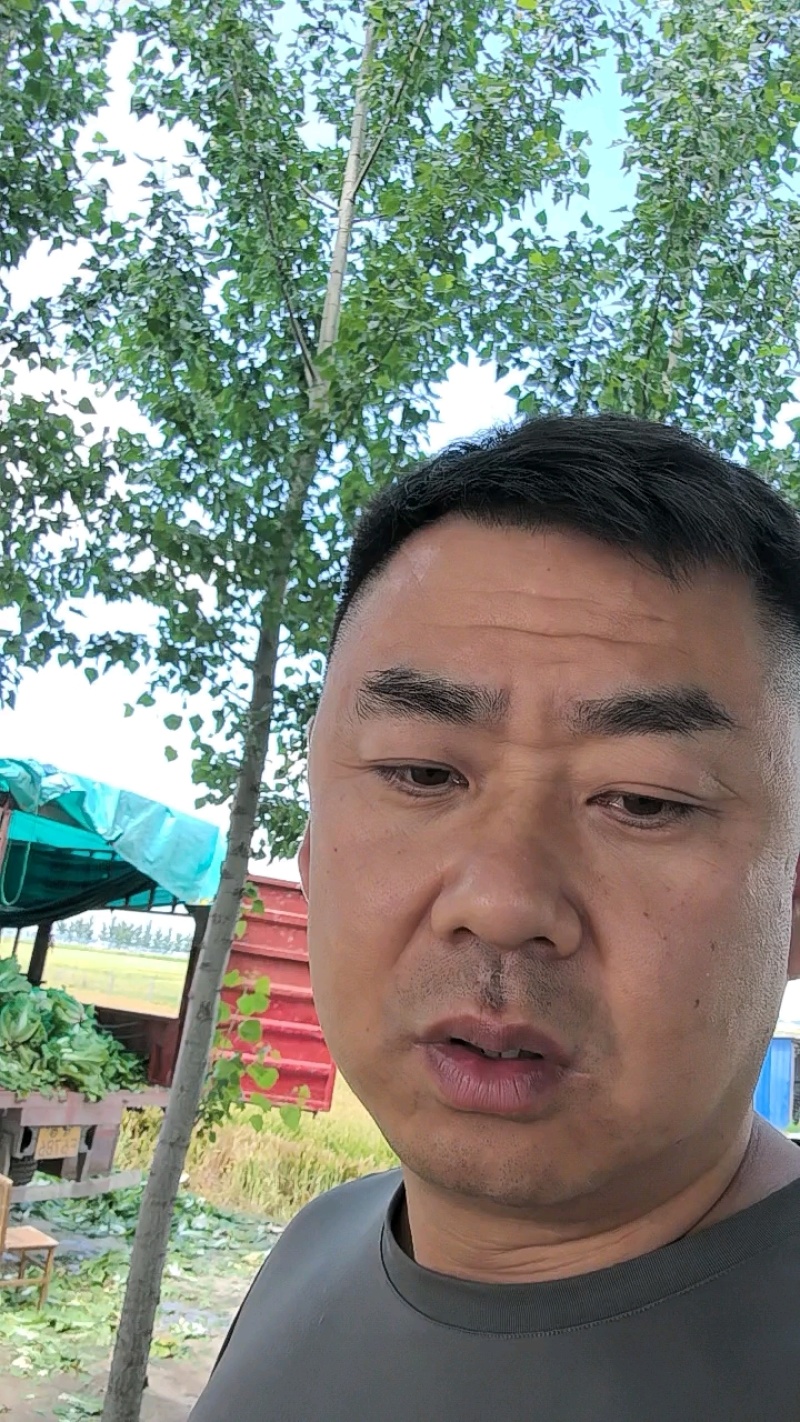 黄心大白菜