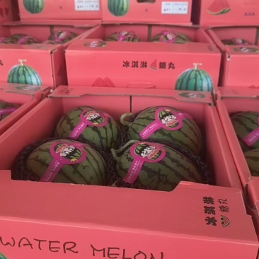 【精品】早春红玉全美2K小糖丸西市场商超大量现货