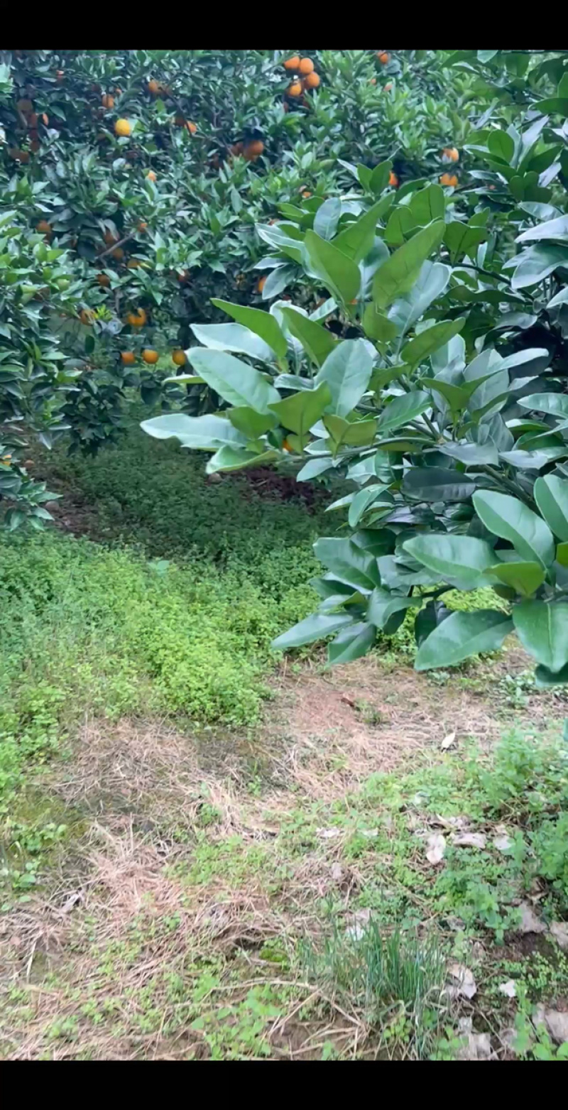 【夏橙】精品夏橙，永州市江永县夏橙基地，产地一手货源