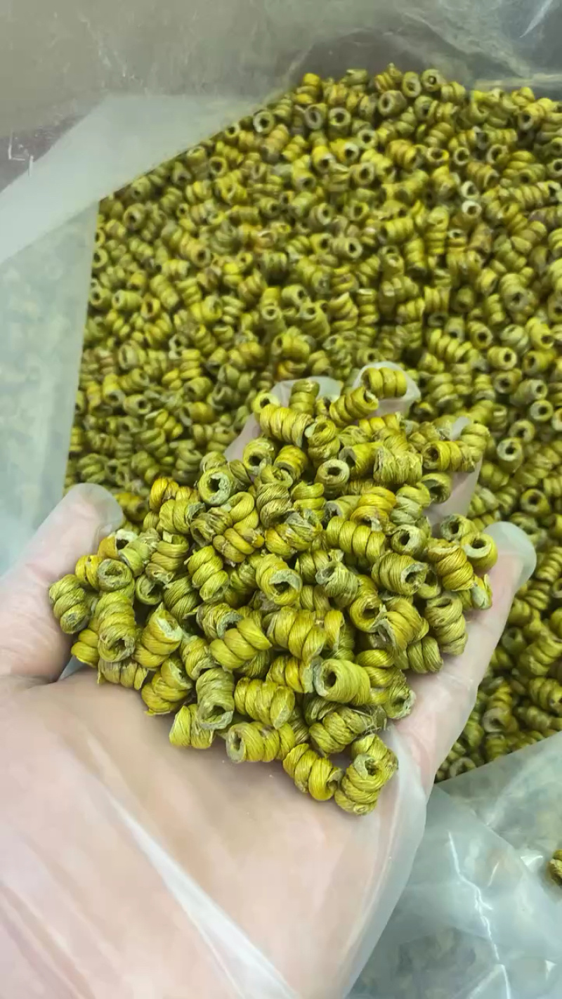 石斛霍山铁皮石斛枫斗新品种大量供应规格齐全，量大从优