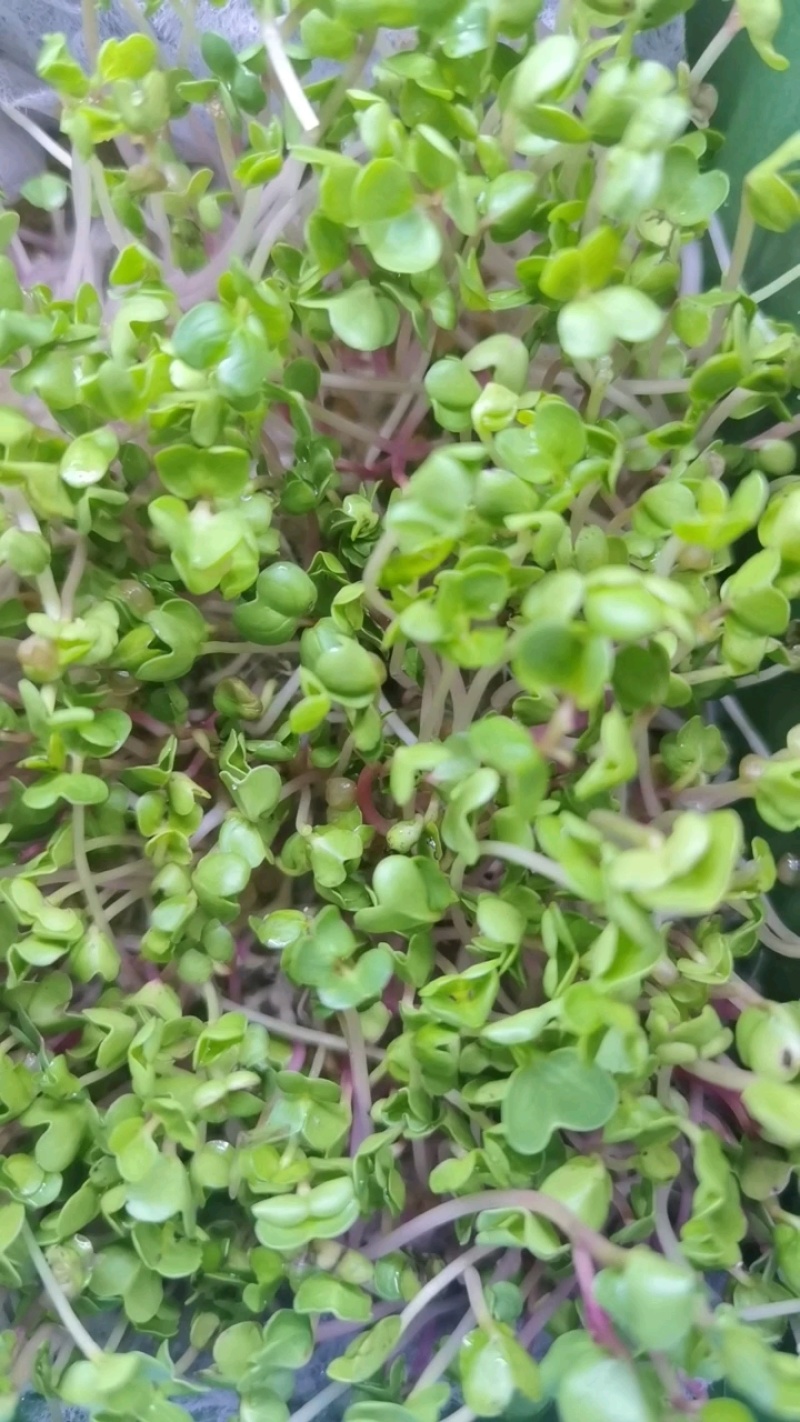 白萝卜芽苗水培精品