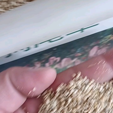 狗尾巴草种子野草种杂草种籽狗尾草种子耐旱绿化观赏草籽护坡