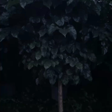 幸福树