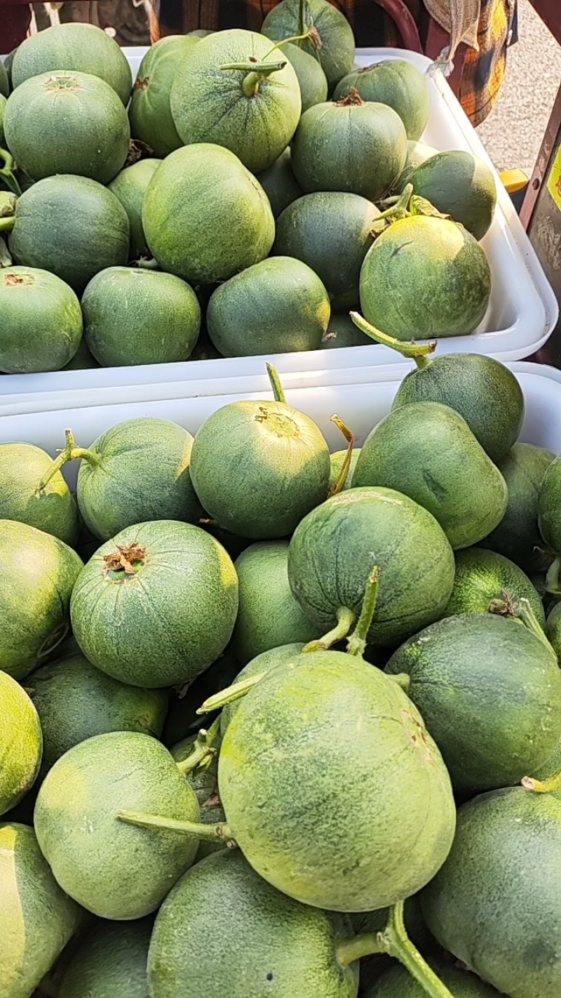 （热卖）正宗农户种植绿宝甜瓜，长期大量供应，保质保量发货
