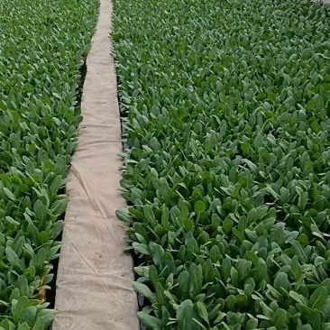 油麦菜苗需要的联系保证质量成活率高，现拔现发价格美丽