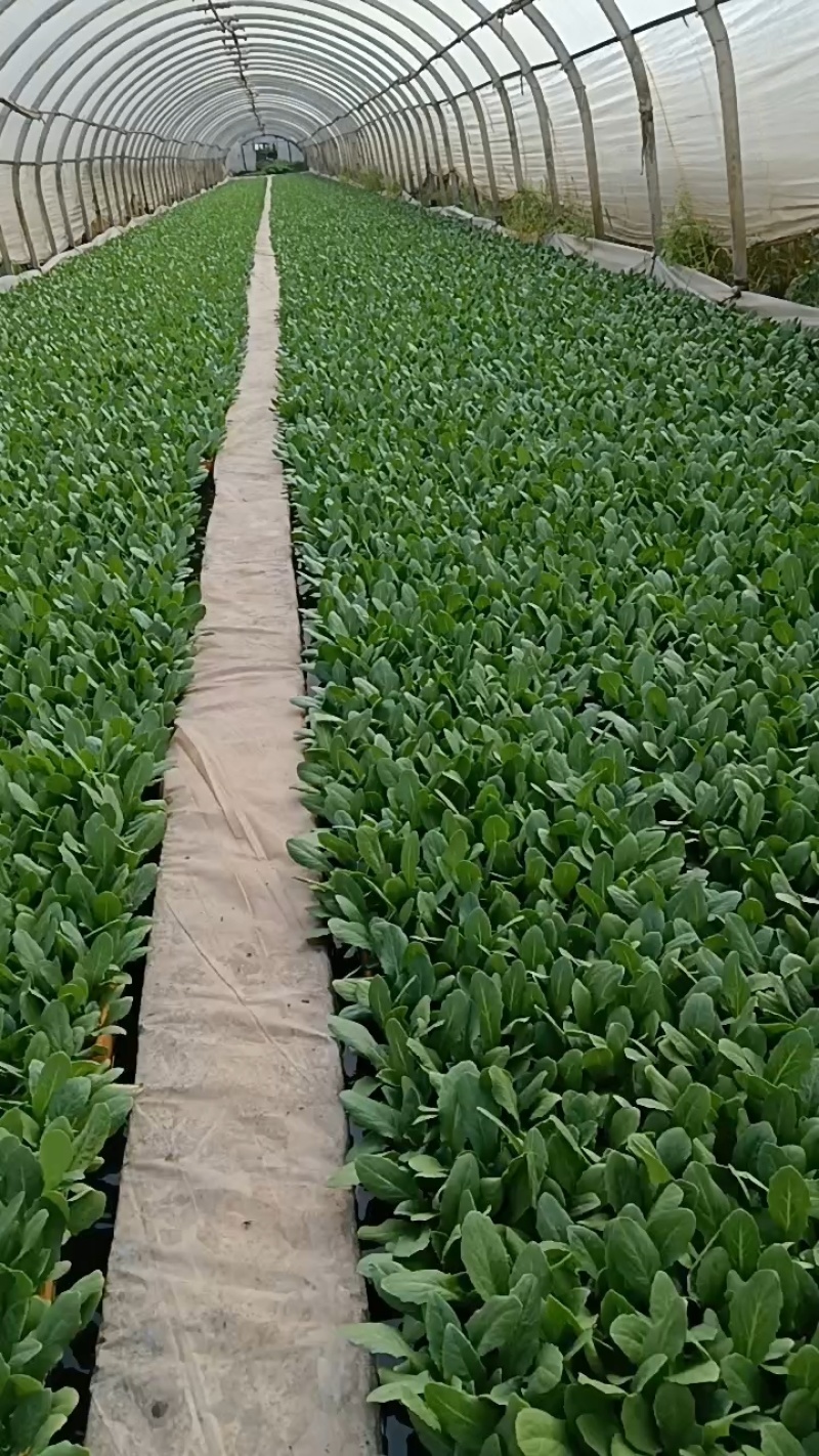 油麦菜苗需要的联系保证质量成活率高，现拔现发价格美丽