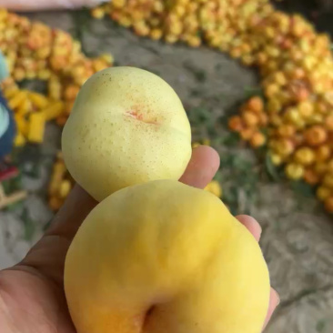 彩虹油蟠桃，黄金油盘桃，油盘桃，一件代发，产地直供！