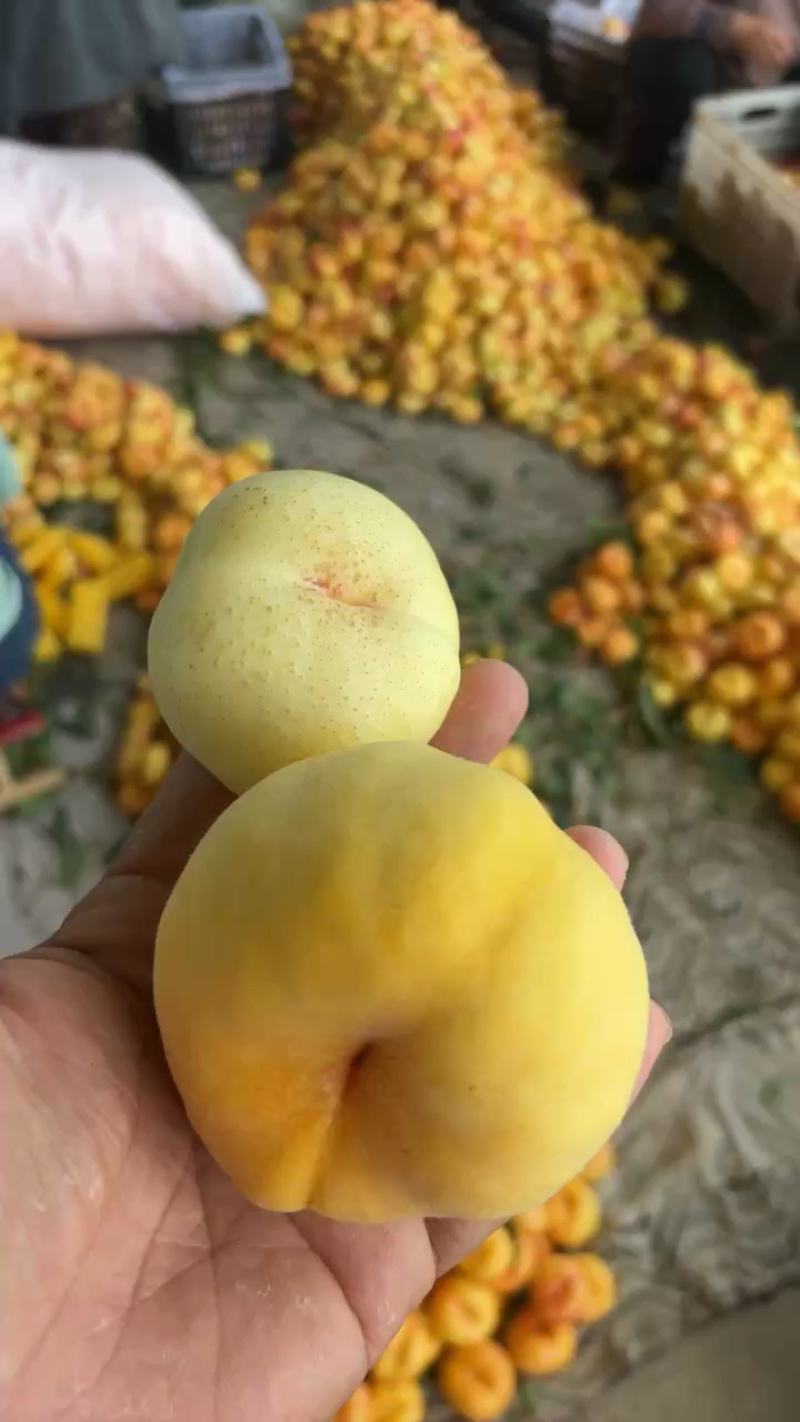 彩虹油蟠桃，黄金油盘桃，油盘桃，一件代发，产地直供！