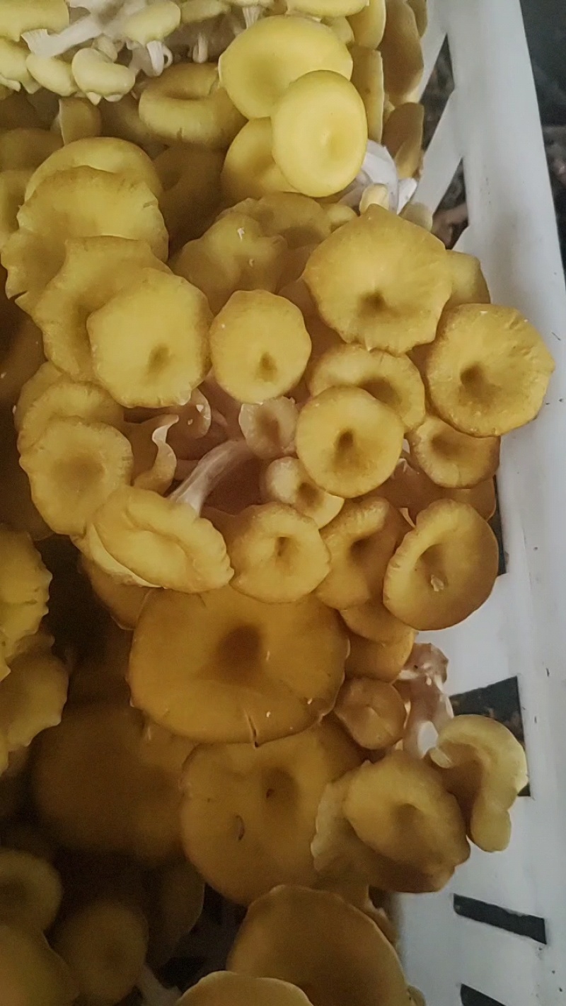 食用菌鲜品，榆黄菇（鸡油菌，黄金菇）鲜菇，