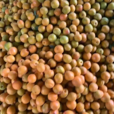 山东产地金太阳杏大量上市价格便宜