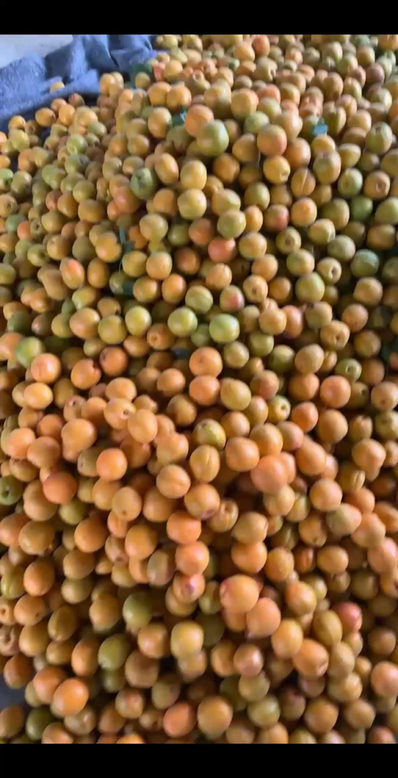 山东产地金太阳杏大量上市价格便宜