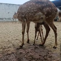 鹿苗鹿仔装笼发货梅花鹿养殖技术