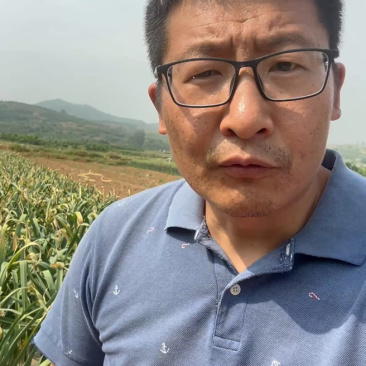 山东紫皮大蒜当季现挖通货分级按需定制