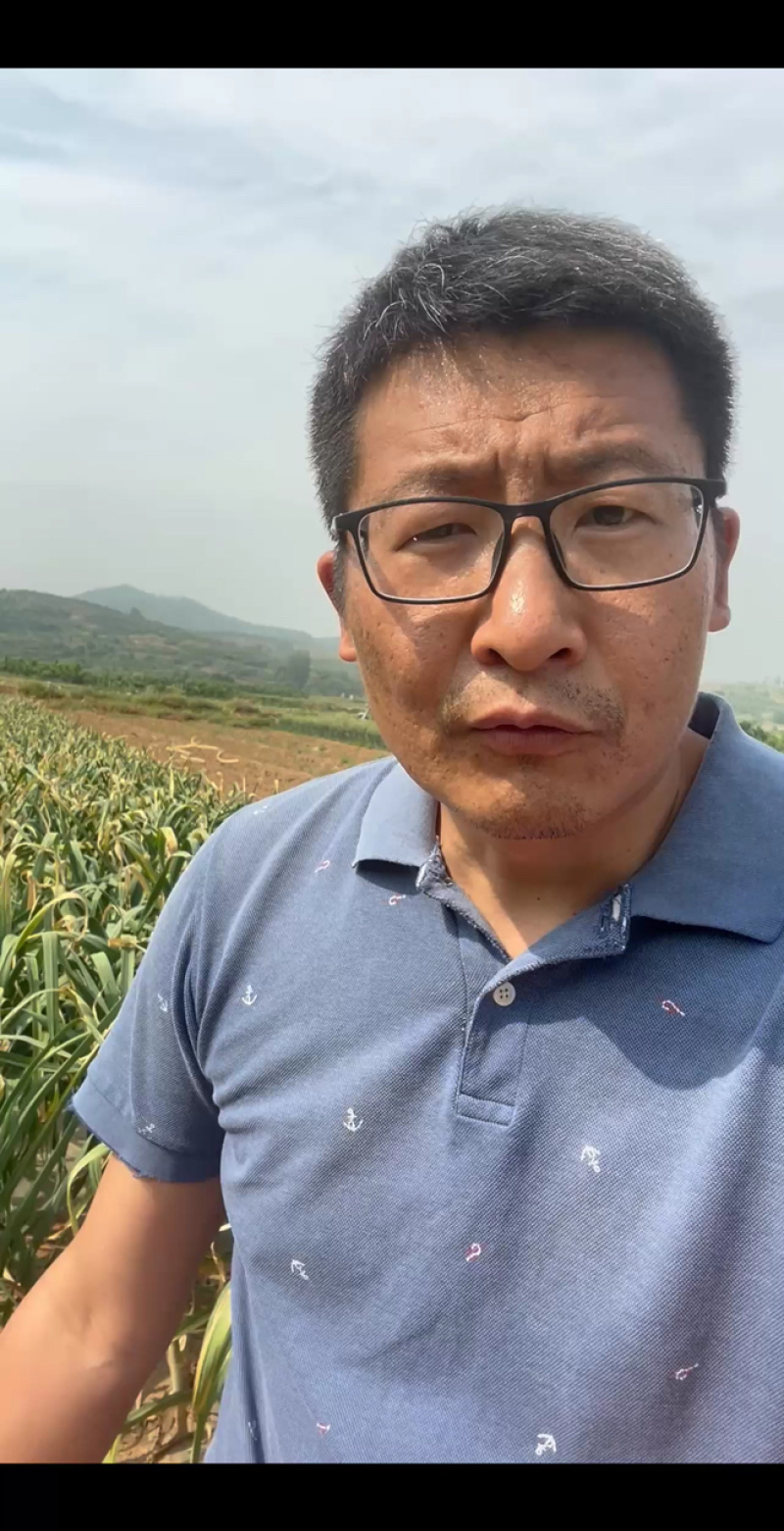 山东紫皮大蒜当季现挖通货分级按需定制