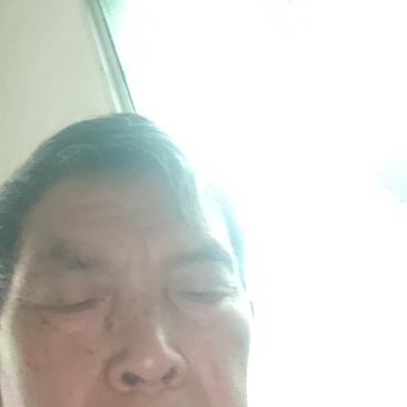 蕨菜种苗，根系苗易成活。