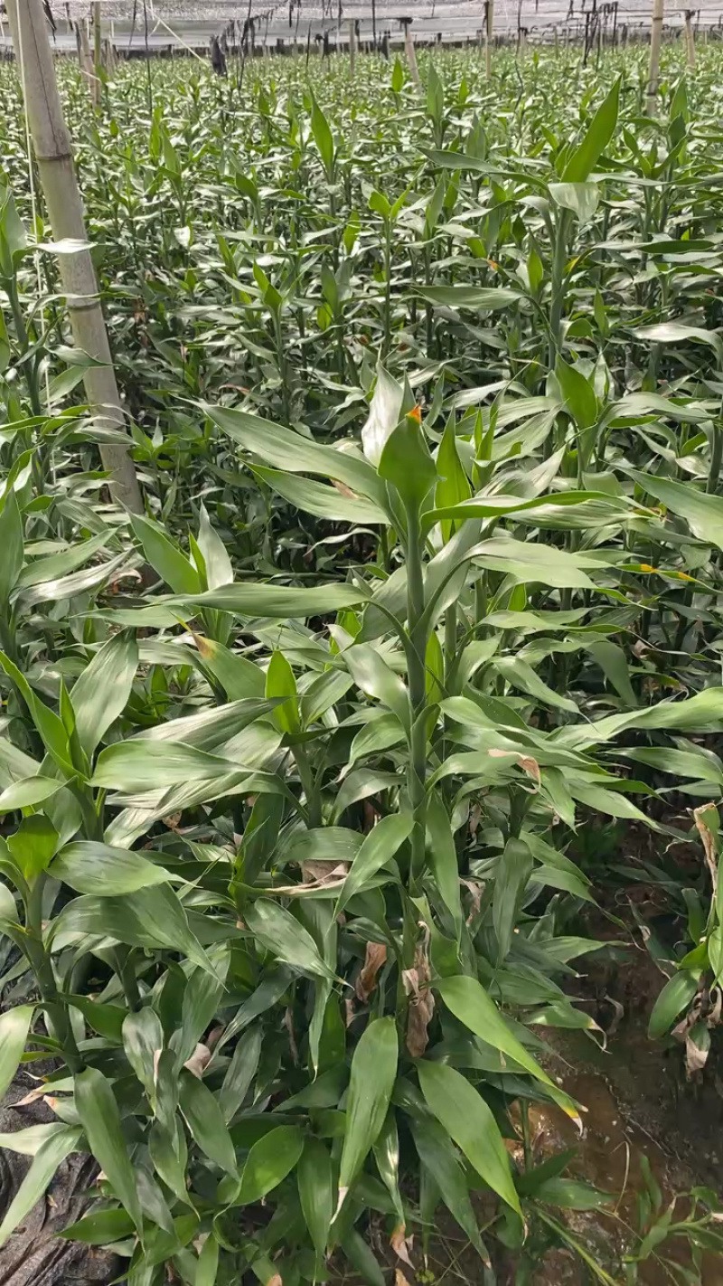 湛江麻章富贵竹，多规格可选，联系发货！