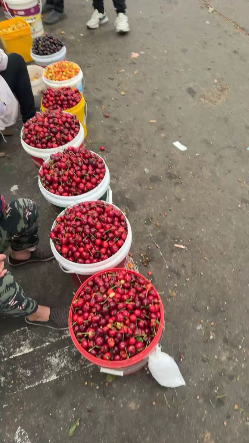美早大樱桃【一件代发】产地直供电商一件代发日发万单
