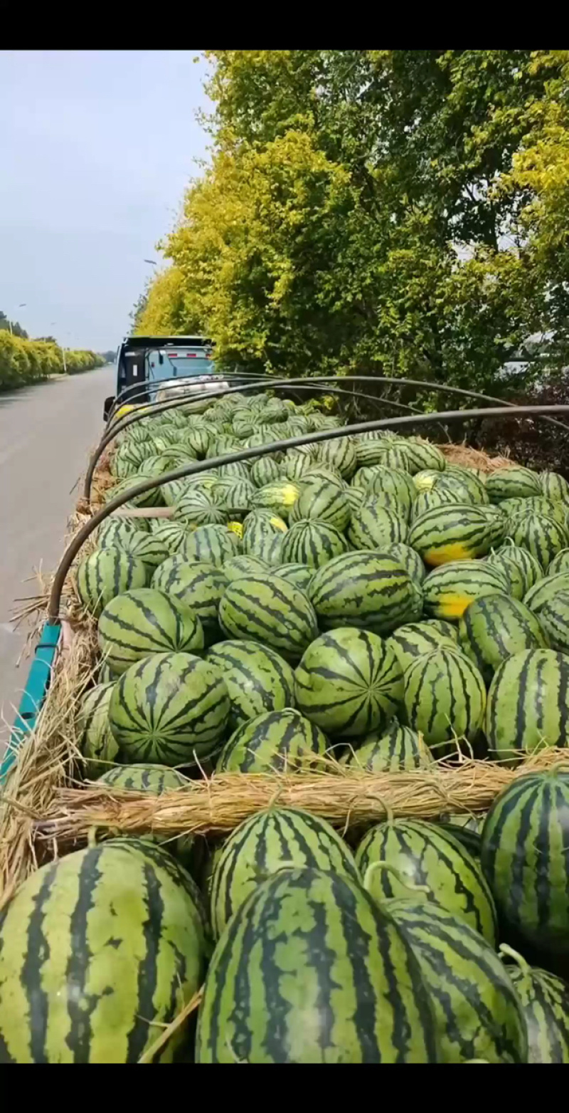 山东沂蒙山万亩基地甜王西瓜大量上市对接各大平台电商