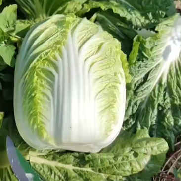黄心大白菜，六七天开园！