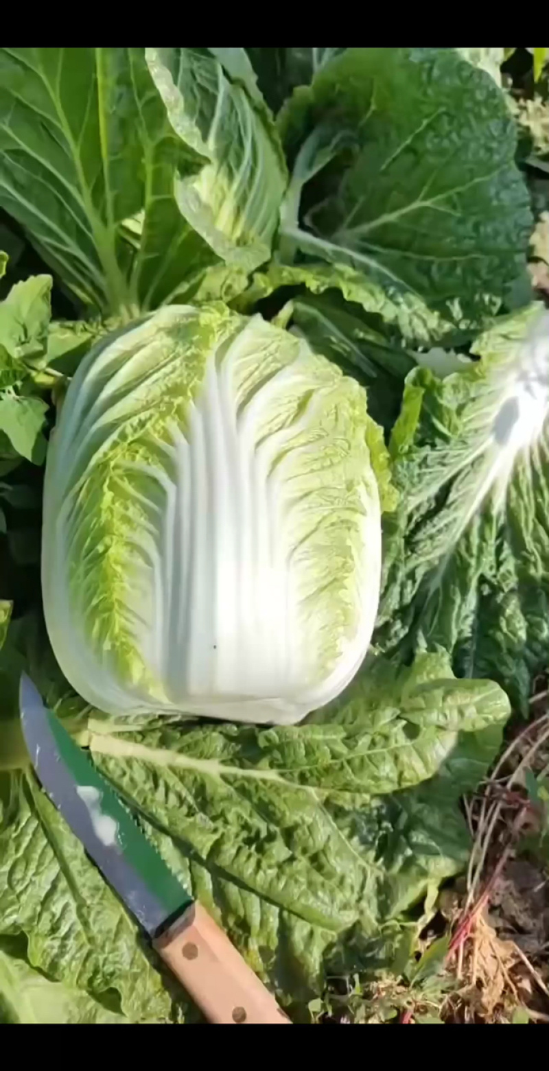 黄心大白菜，六七天开园！
