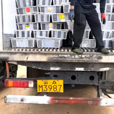 云南蓝莓箱装黑红果，大量现货上市，欢迎订购咨询合作