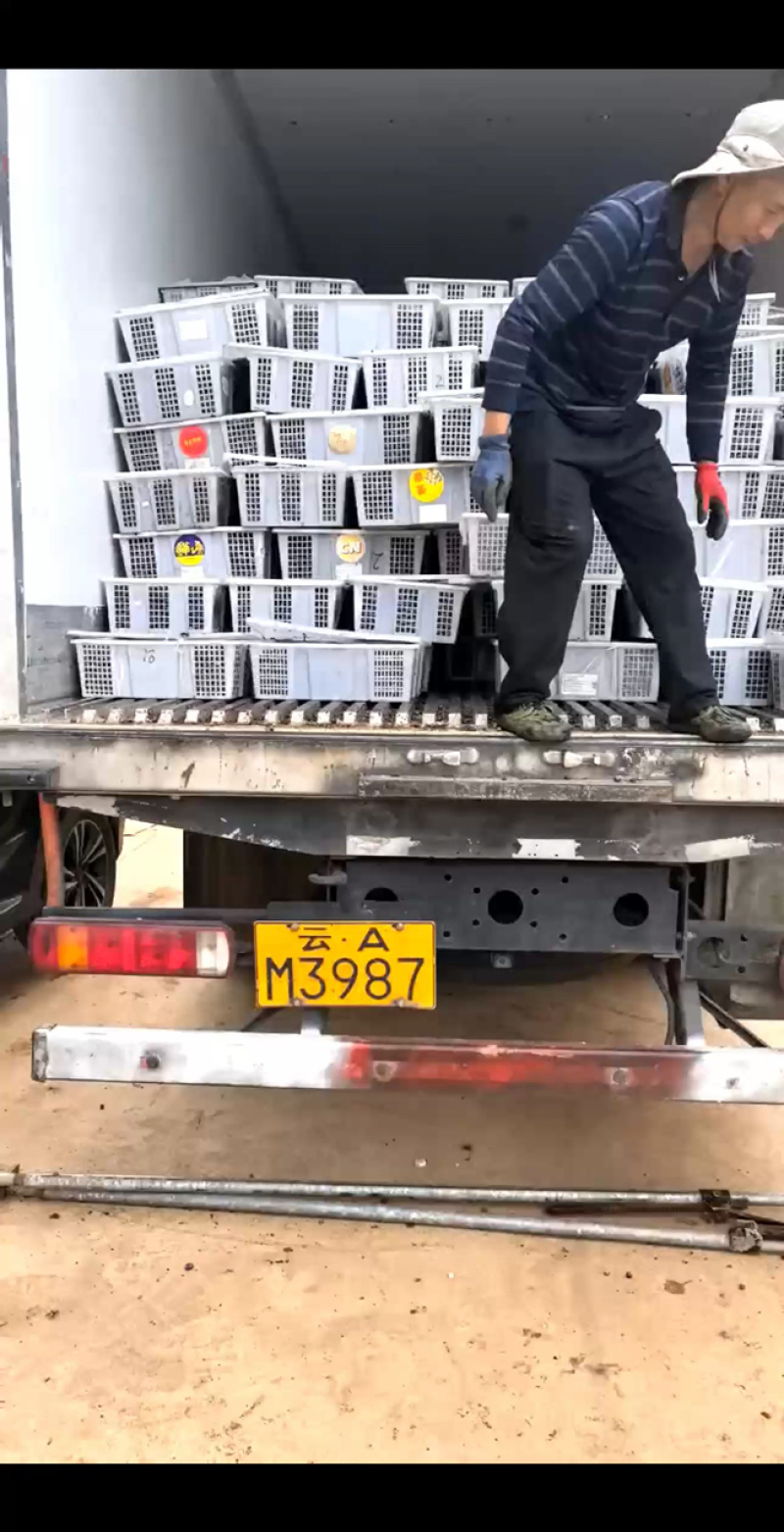 云南蓝莓箱装黑红果，大量现货上市，欢迎订购咨询合作