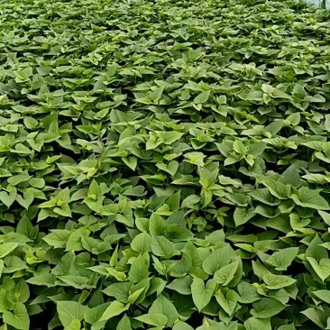 番薯叶每筐30斤