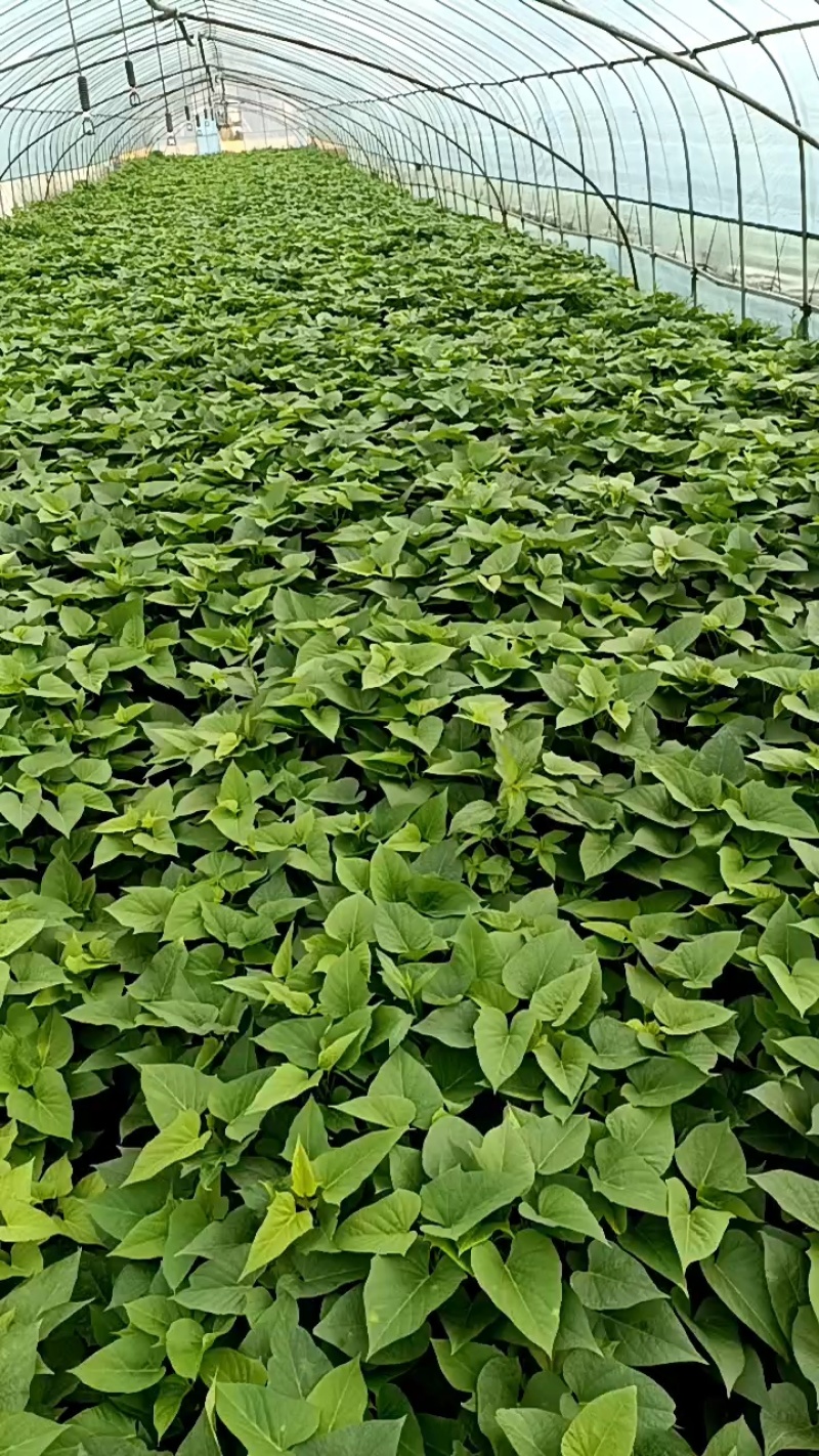 番薯叶每筐30斤