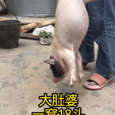 包送到家，一只也发货，巴马香猪利润高。