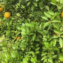 江永特产产地直供色泽靓丽，花果同树，夏橙上市！欢迎采购