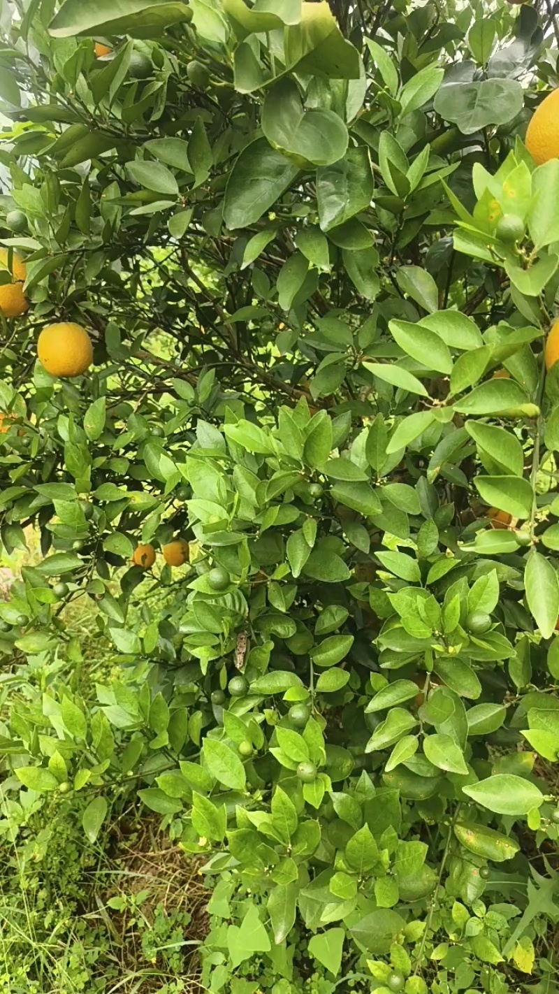 江永特产产地直供色泽靓丽，花果同树，夏橙上市！欢迎采购