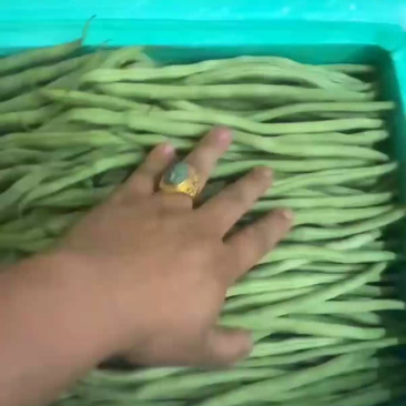 甘肃天水市武山县架豆王，无茎豆，精品豆王。