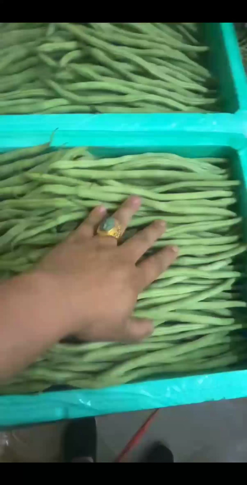 甘肃天水市武山县架豆王，无茎豆，精品豆王。