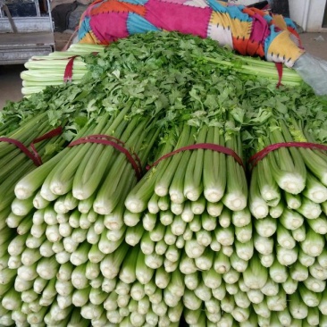 河北芹菜质量好价格低量大优惠常年供应欢迎咨询一手货源