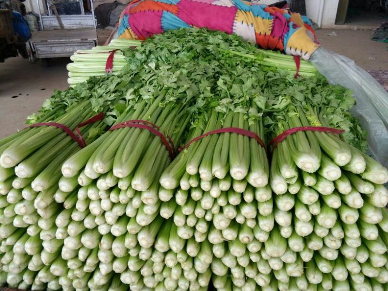 河北芹菜质量好价格低量大优惠常年供应欢迎咨询一手货源