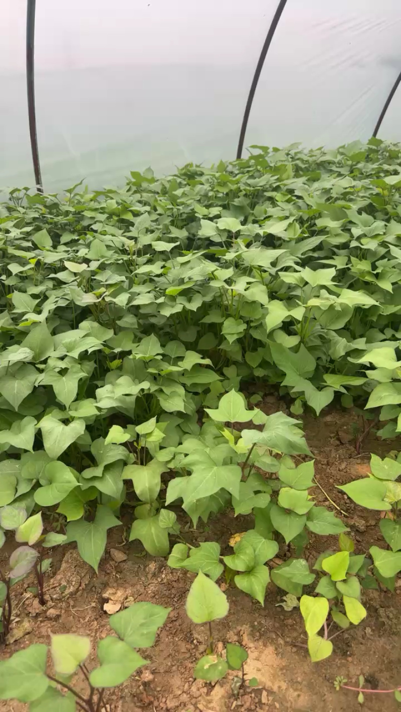 商薯苗商薯19种苗育苗基地直供优质脱毒红薯苗发全国