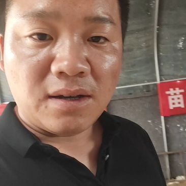 开封市脱毒红薯苗千亩育苗基地，哈密，商薯19，西瓜红等！