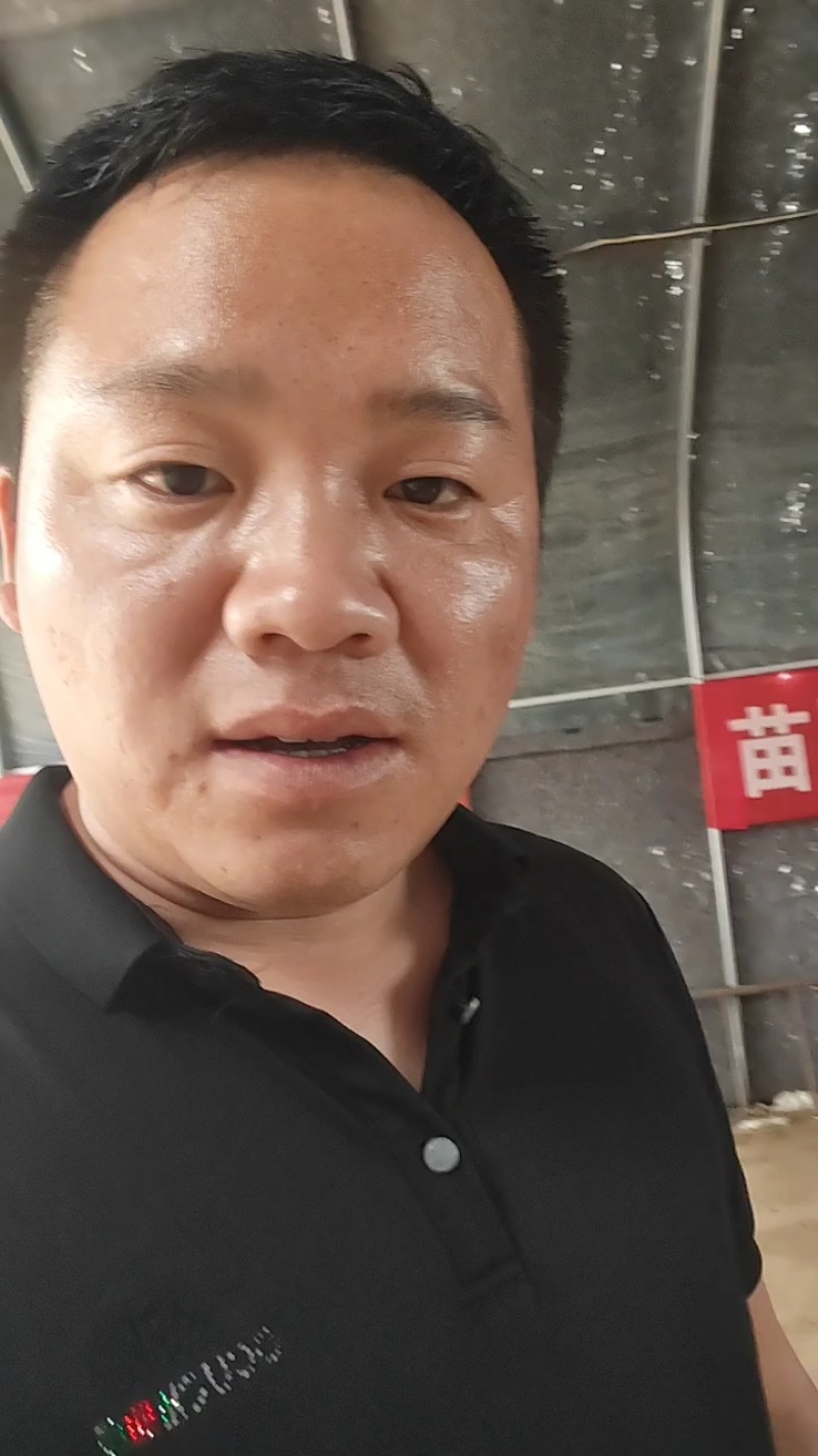 开封市脱毒红薯苗千亩育苗基地，哈密，商薯19，西瓜红等！