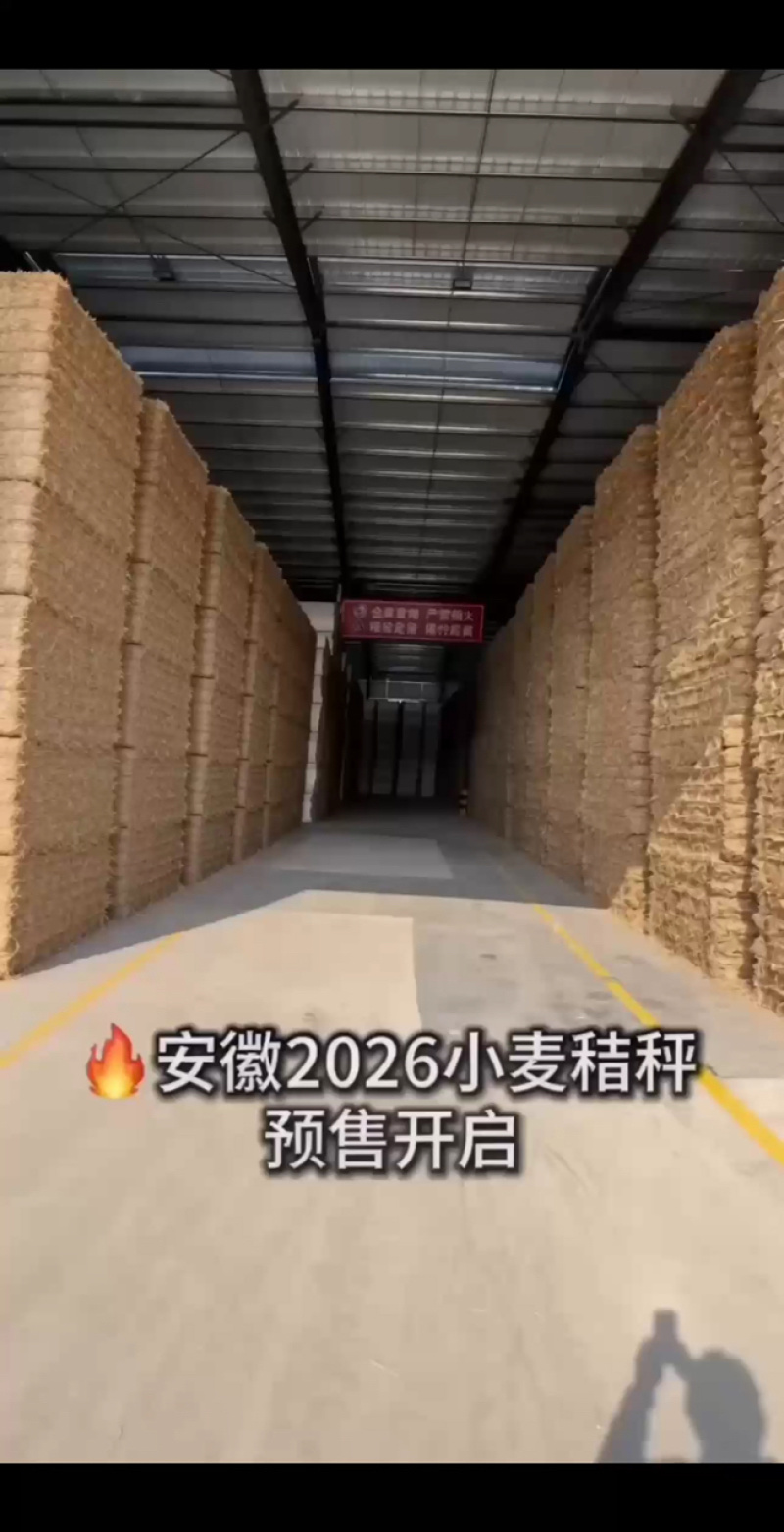 安徽小麦秸秆预售，联系电话***********