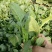 秋菠菜25~30厘米