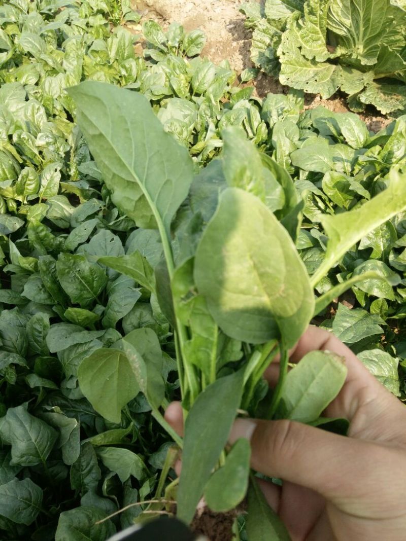 秋菠菜25~30厘米