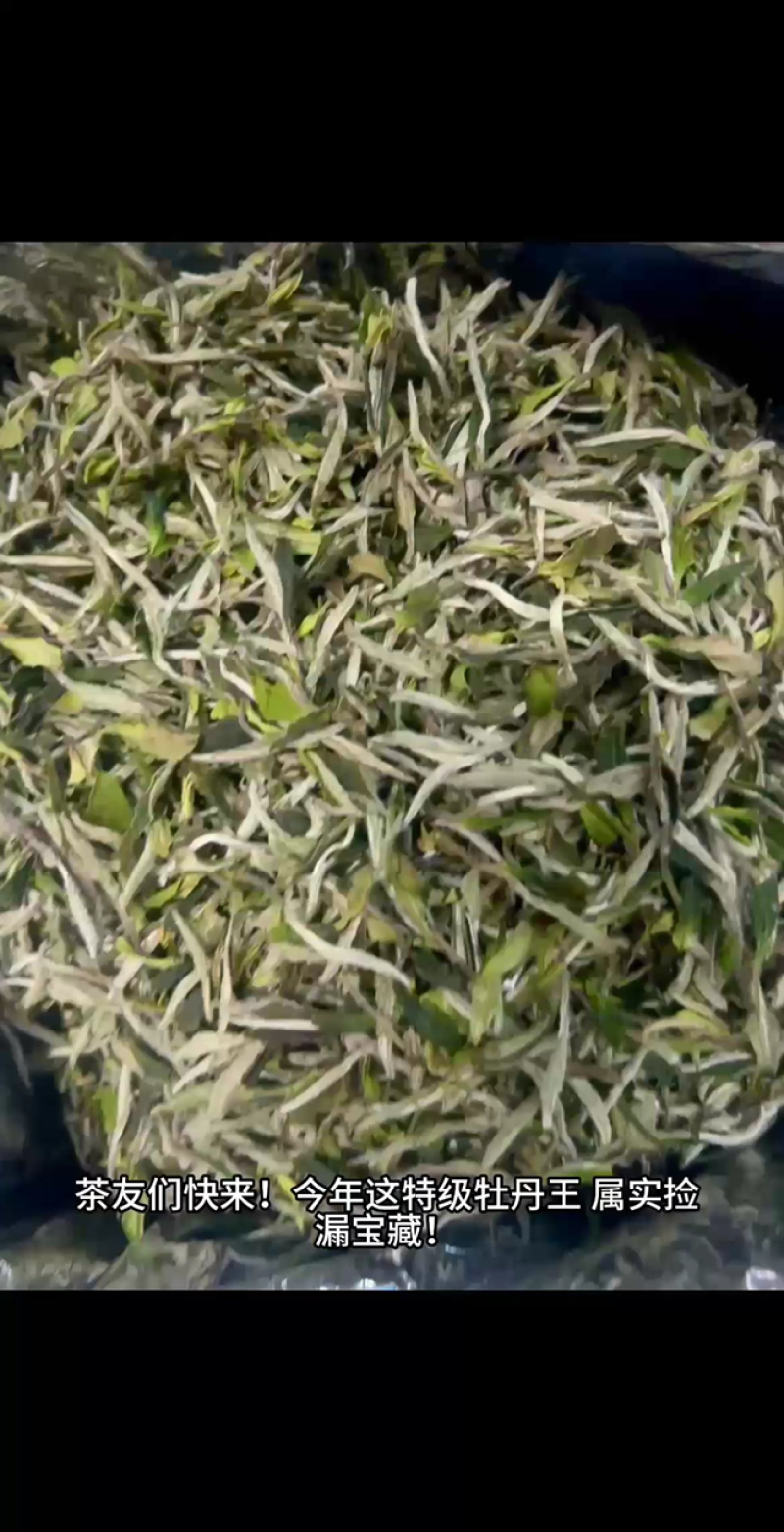老树牡丹新茶优质茶品品味好茶支持一件代发