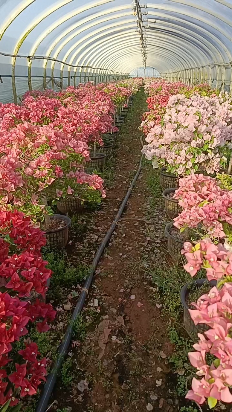 1.3高棒棒糖木架流一棵一批发