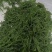 【推荐】福建精品龙须菜供应市场商超电商品质保证量大从优
