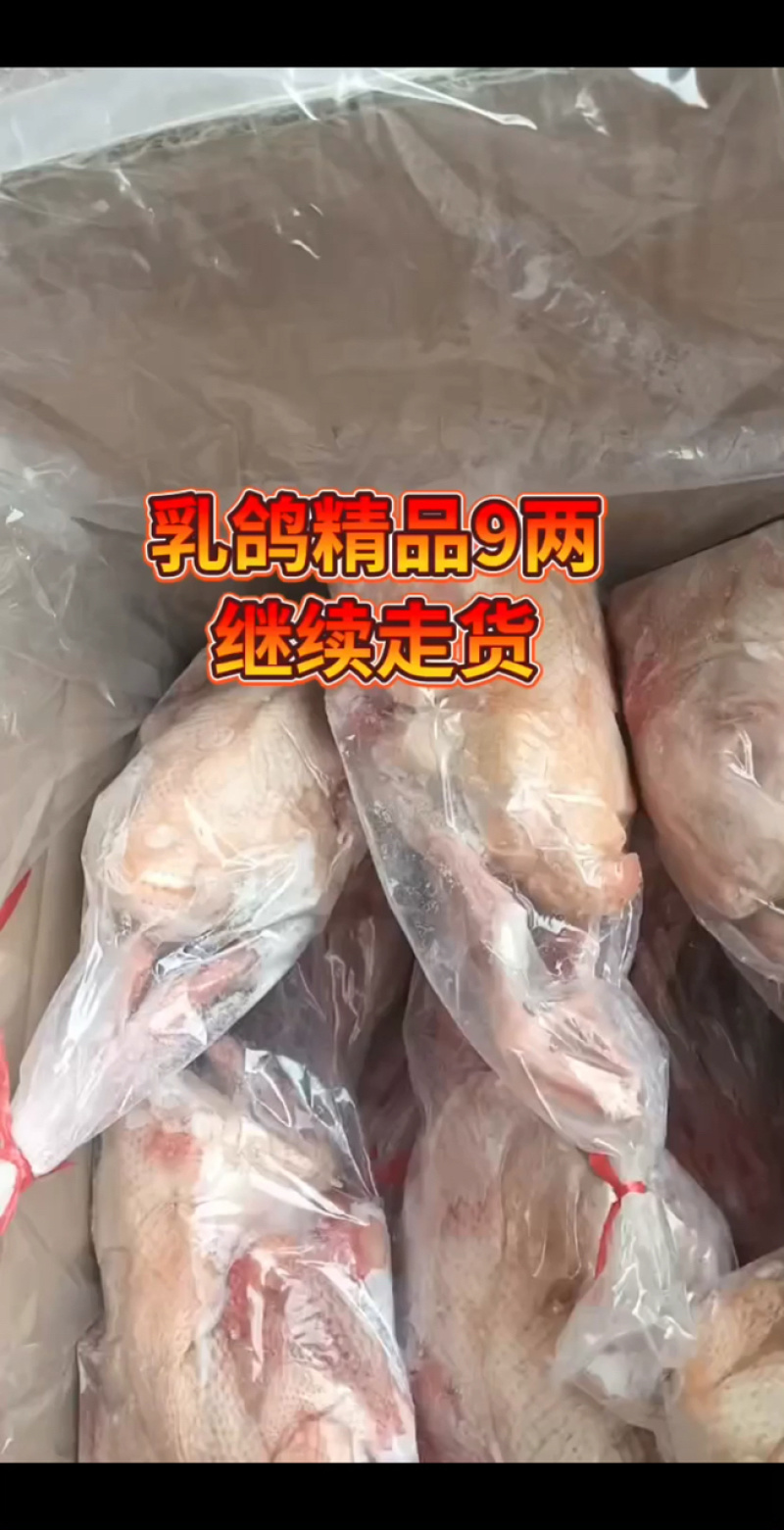 冠味乳鸽9两以上，大量现货常年供应。