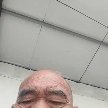 新鲜薄荷尖现摘现发自己薄荷基地一手货源可视频看货