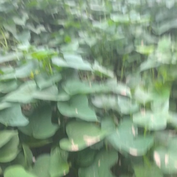 哈密红薯苗保质保量大量现货根系发达成活率高