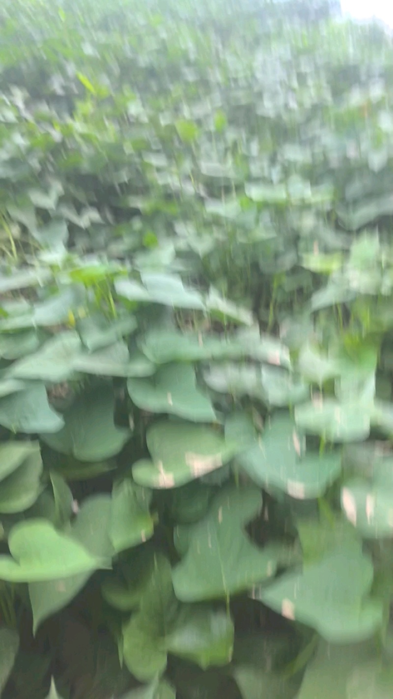 哈密红薯苗保质保量大量现货根系发达成活率高