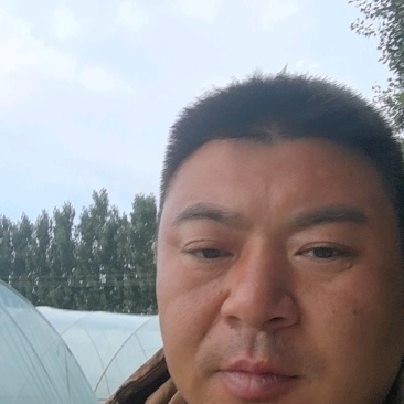 西瓜红红薯苗基地现挖现发成活率高根系发达可视频看货